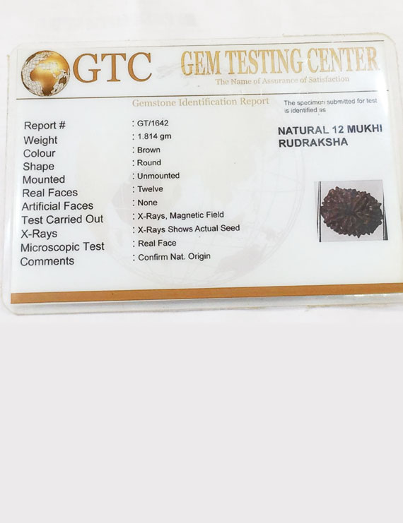 12 Mukhi Certified Indonesian Rudraksha Premium Quality